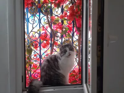 Photo 20 de Petite place des artistes