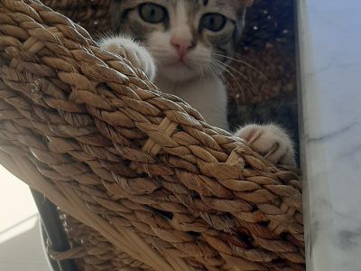 Photo 22 de Petite place des artistes