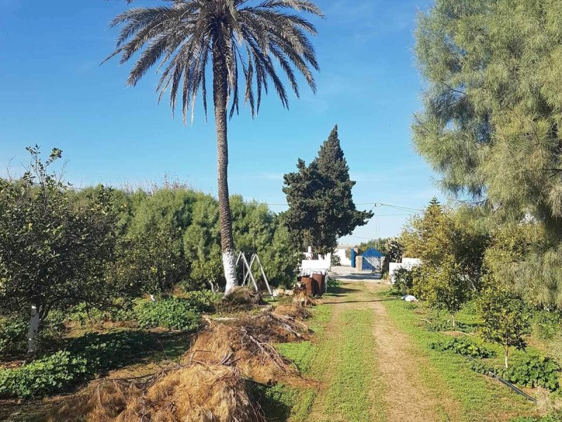 Maison de vacances à Tazarka nabeul - Photo 6