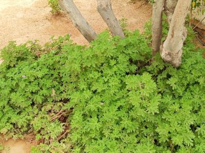 Photo 40 de Résidence Inès Appart de luxe  S+2 avec balcon