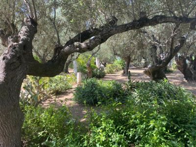 Photo 31 de Lella Kmar Petit déjeuner et piscine Sidi Bou Said